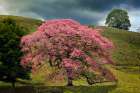 Single large flowering tree-Costa Rica Art Print